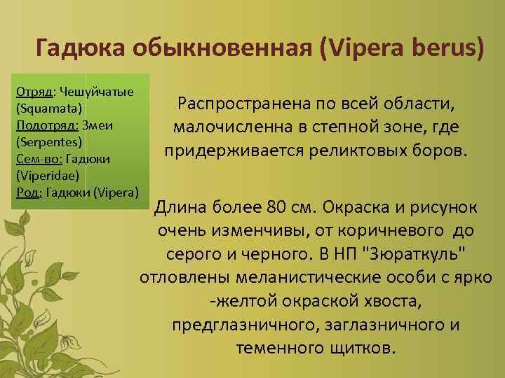 Гадюка обыкновенная (Vipera berus) Отряд: Чешуйчатые (Squamata) Подотряд: Змеи (Serpentes) Сем-во: Гадюки (Viperidae) Род: