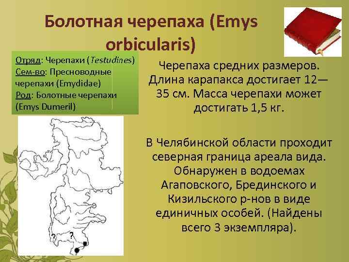 Болотная черепаха (Emys orbicularis) Отряд: Черепахи (Testudines) Сем-во: Пресноводные черепахи (Emydidae) Род: Болотные черепахи
