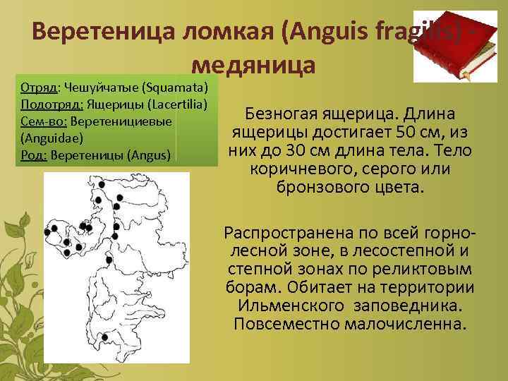 Веретеница ломкая (Anguis fragilis) медяница Отряд: Чешуйчатые (Squamata) Подотряд: Ящерицы (Lacertilia) Сем-во: Веретенициевые (Anguidae)