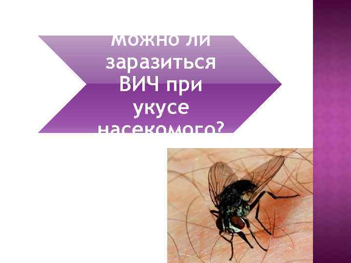 Можно ли заразиться ВИЧ при укусе насекомого? 