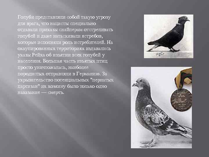 Голуби представляли собой такую угрозу для врага, что нацисты специально отдавали приказы снайперам отстреливать