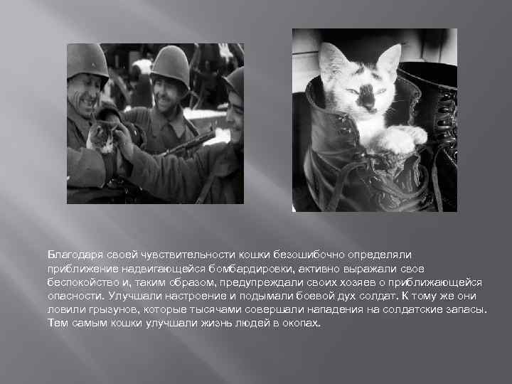  Благодаря своей чувствительности кошки безошибочно определяли приближение надвигающейся бомбардировки, активно выражали свое беспокойство