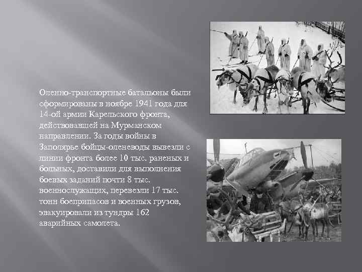 Оленно-транспортные батальоны были сформированы в ноябре 1941 года для 14 -ой армии Карельского фронта,