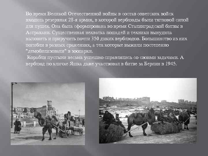 Во время Великой Отечественной войны в состав советских войск входила резервная 28 -я армия,