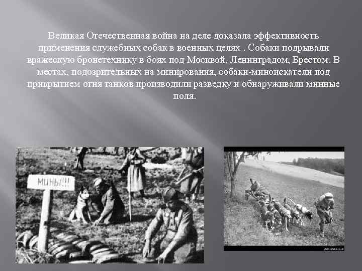Великая Отечественная война на деле доказала эффективность применения служебных собак в военных целях. Собаки