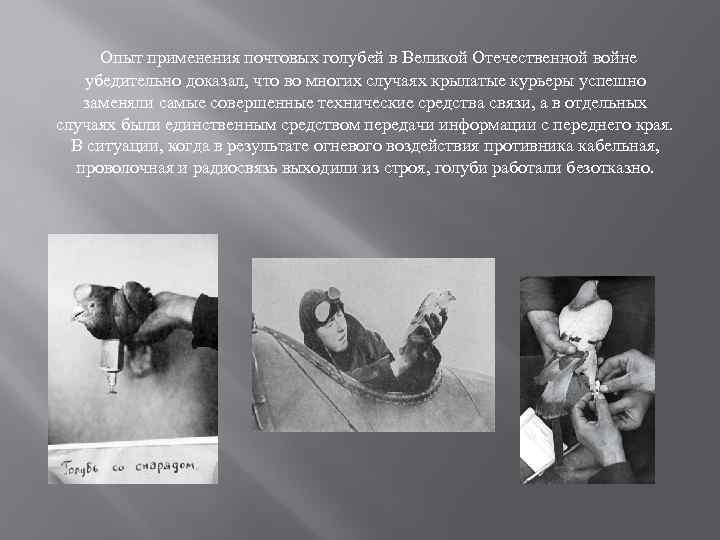  Опыт применения почтовых голубей в Великой Отечественной войне убедительно доказал, что во многих