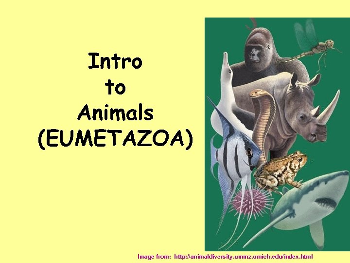 Intro to Animals (EUMETAZOA) Image from: http: //animaldiversity. ummz. umich. edu/index. html 