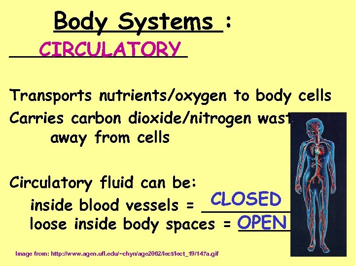 Body Systems : _________ CIRCULATORY Transports nutrients/oxygen to body cells Carries carbon dioxide/nitrogen waste