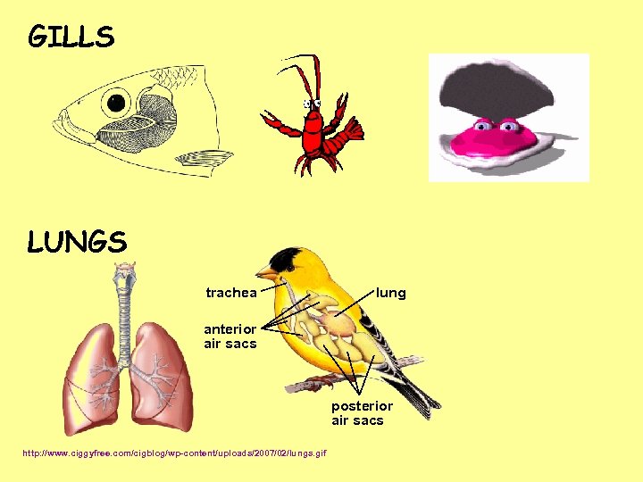 GILLS LUNGS trachea lung anterior air sacs posterior air sacs http: //www. ciggyfree. com/cigblog/wp-content/uploads/2007/02/lungs.