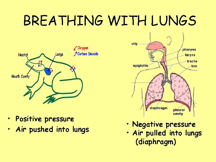 BREATHING WITH LUNGS • Positive pressure • Air pushed into lungs • Negative pressure