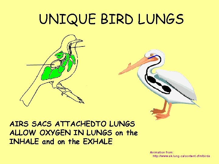 UNIQUE BIRD LUNGS AIRS SACS ATTACHEDTO LUNGS ALLOW OXYGEN IN LUNGS on the INHALE