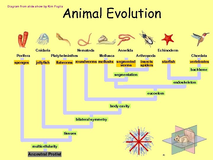 Animal Evolution Diagram from slide show by Kim Foglia Cnidaria Porifera sponges jellyfish Nematoda