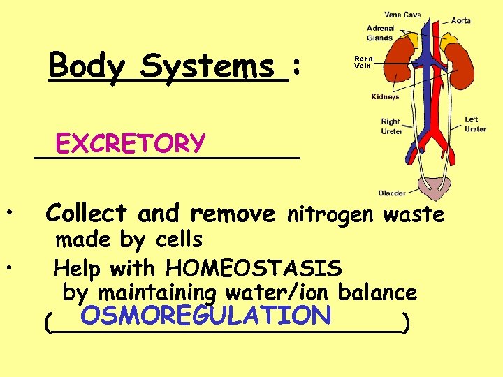 Body Systems : EXCRETORY __________ • • Collect and remove nitrogen waste made by