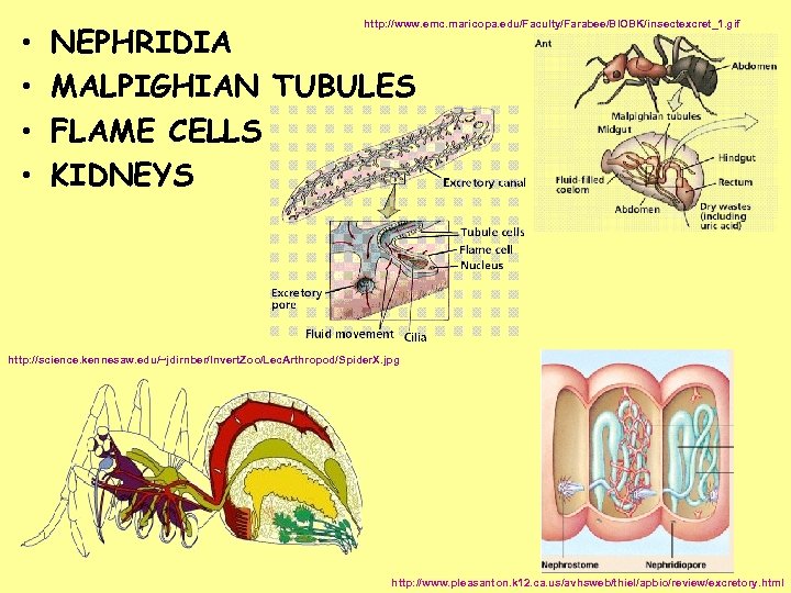  • • http: //www. emc. maricopa. edu/Faculty/Farabee/BIOBK/insectexcret_1. gif NEPHRIDIA MALPIGHIAN TUBULES FLAME CELLS