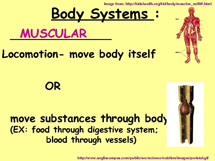 Image from: http: //kidshealth. org/kid/body/muscles_no. SW. html Body Systems : MUSCULAR ________ Locomotion- move