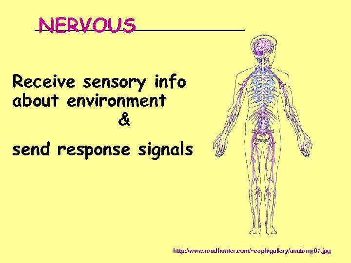 __________ NERVOUS Receive sensory info about environment & send response signals http: //www. roadhunter.