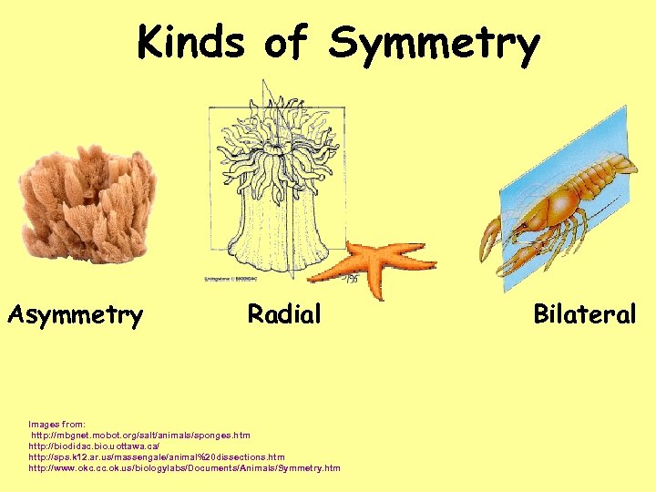 Kinds of Symmetry Asymmetry Radial Images from: http: //mbgnet. mobot. org/salt/animals/sponges. htm http: //biodidac.