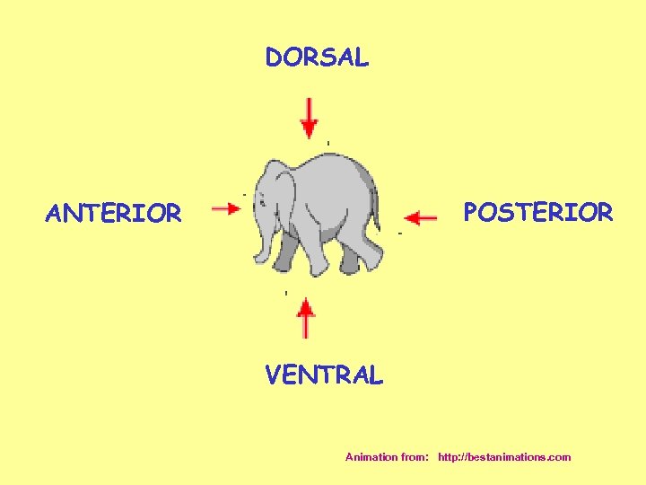 DORSAL POSTERIOR ANTERIOR VENTRAL Animation from: http: //bestanimations. com 