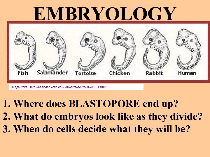 EMBRYOLOGY Image from: http: //calspace. ucsd. edu/virtualmuseum/litu/03_3. shtml 1. Where does BLASTOPORE end up?