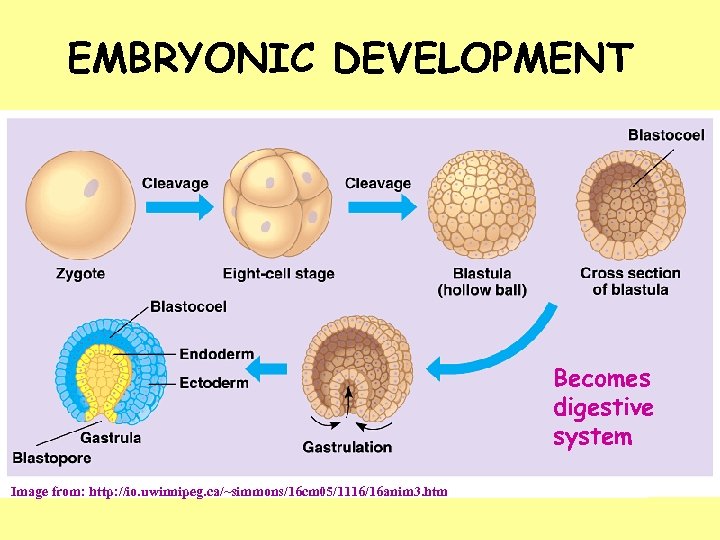 EMBRYONIC DEVELOPMENT Becomes digestive system Image from: http: //io. uwinnipeg. ca/~simmons/16 cm 05/1116/16 anim