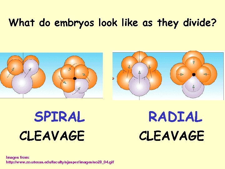 What do embryos look like as they divide? SPIRAL RADIAL CLEAVAGE Images from: http: