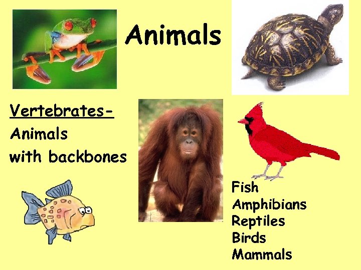 Animals Vertebrates. Animals with backbones Fish Amphibians Reptiles Birds Mammals 