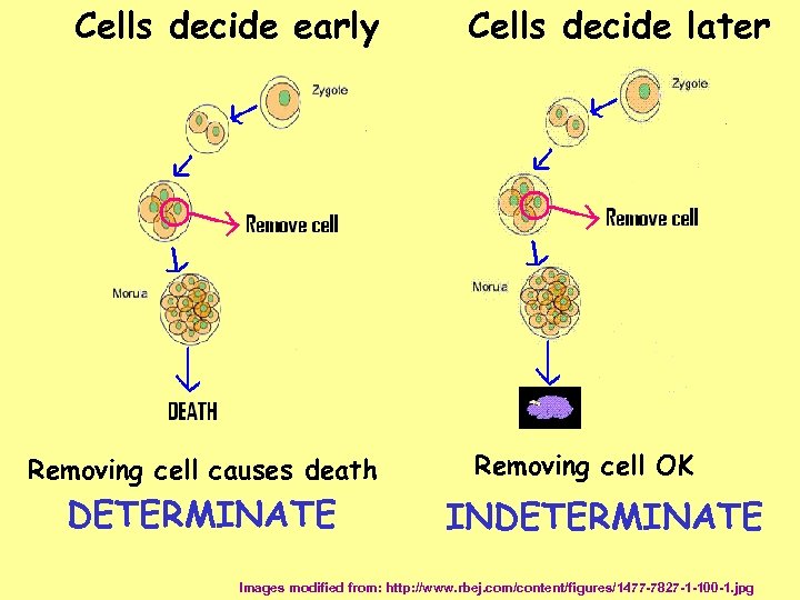 Cells decide early Removing cell causes death DETERMINATE Cells decide later Removing cell OK