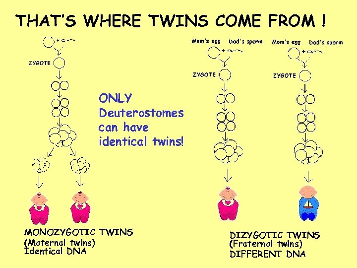 THAT’S WHERE TWINS COME FROM ! ONLY Deuterostomes can have identical twins! MONOZYGOTIC TWINS