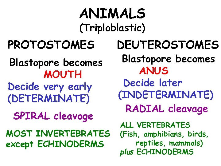 ANIMALS (Triploblastic) PROTOSTOMES Blastopore becomes MOUTH Decide very early (DETERMINATE) SPIRAL cleavage MOST INVERTEBRATES