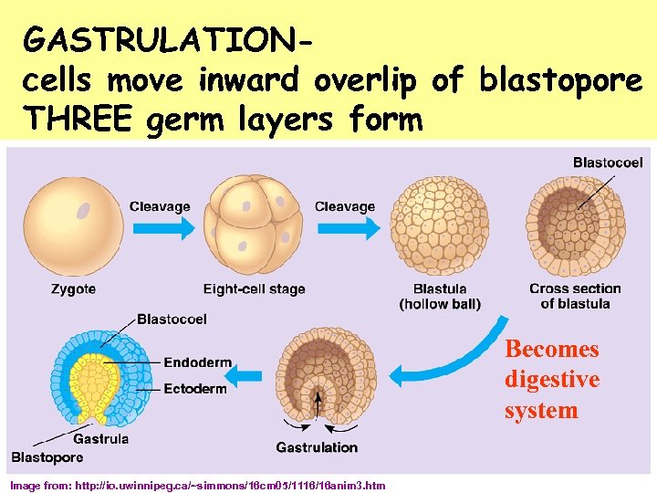 GASTRULATIONcells move inward overlip of blastopore THREE germ layers form Becomes digestive system Image