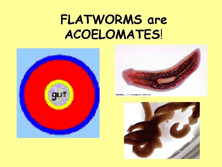 FLATWORMS are ACOELOMATES! 