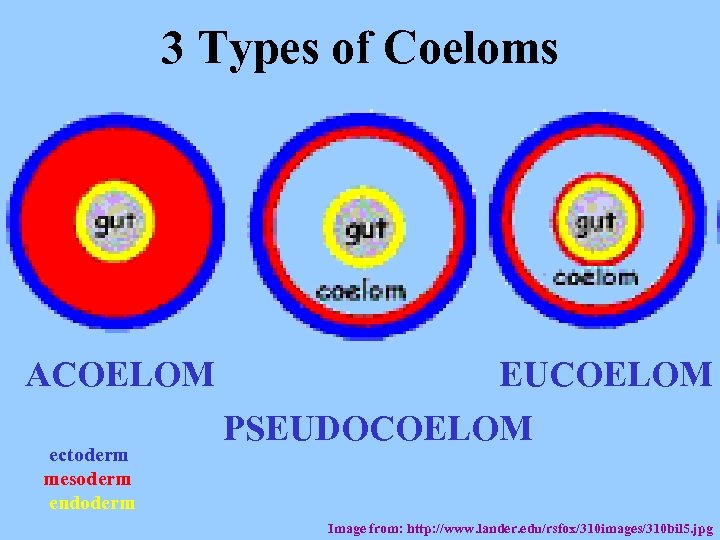 3 Types of Coeloms ACOELOM ectoderm mesoderm endoderm EUCOELOM PSEUDOCOELOM Image from: http: //www.