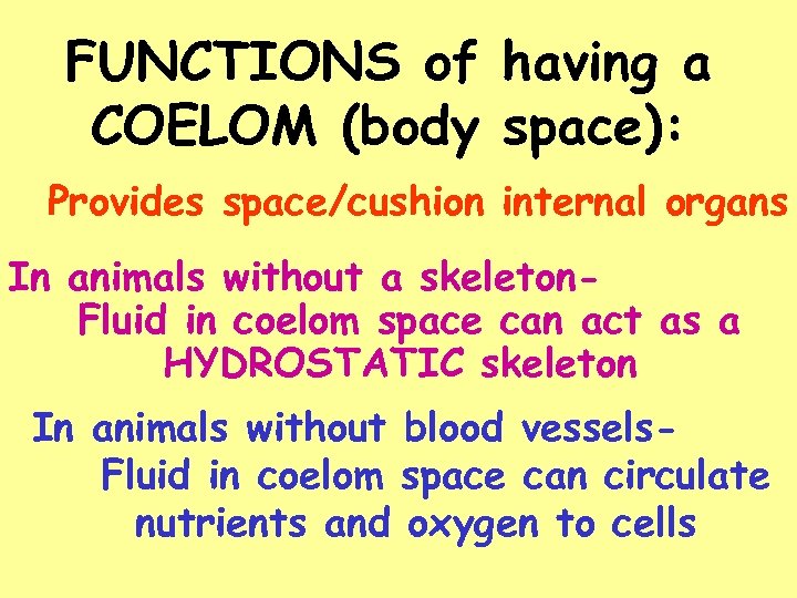 FUNCTIONS of having a COELOM (body space): Provides space/cushion internal organs In animals without