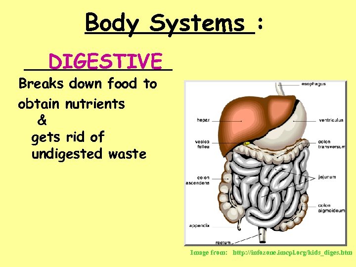 Body Systems : _________ DIGESTIVE Breaks down food to obtain nutrients & gets rid