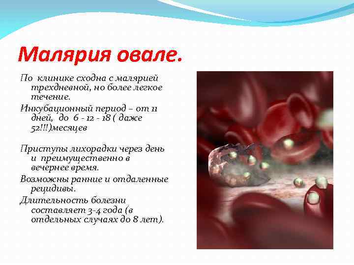 Малярия овале. По клинике сходна с малярией трехдневной, но более легкое течение. Инкубационный период