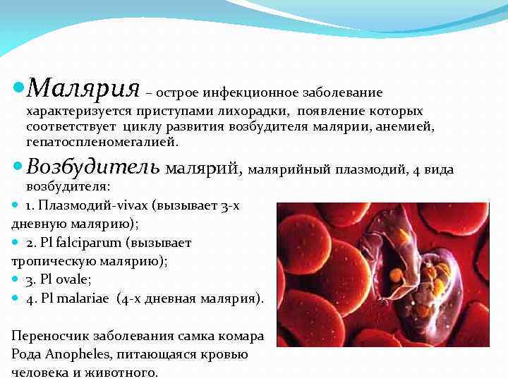  Малярия – острое инфекционное заболевание характеризуется приступами лихорадки, появление которых соответствует циклу развития