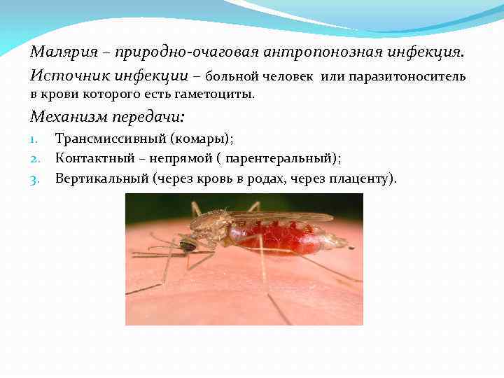 Малярия – природно-очаговая антропонозная инфекция. Источник инфекции – больной человек или паразитоноситель в крови