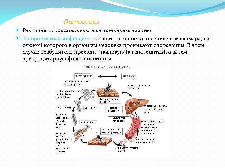 Патогенез Различают спорозоитную и шизонтную малярию. Спорозоитная инфекция - это естественное заражение через комара,