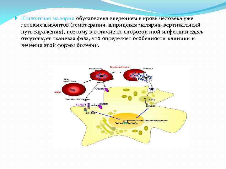  Шизонтная малярия обусловлена введением в кровь человека уже готовых шизонтов (гемотерапия, шприцевая малярия,