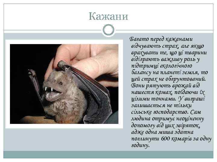 Кажани Багато перед кажанами відчувають страх, але якщо врахувати те, що ці тварини відіграють