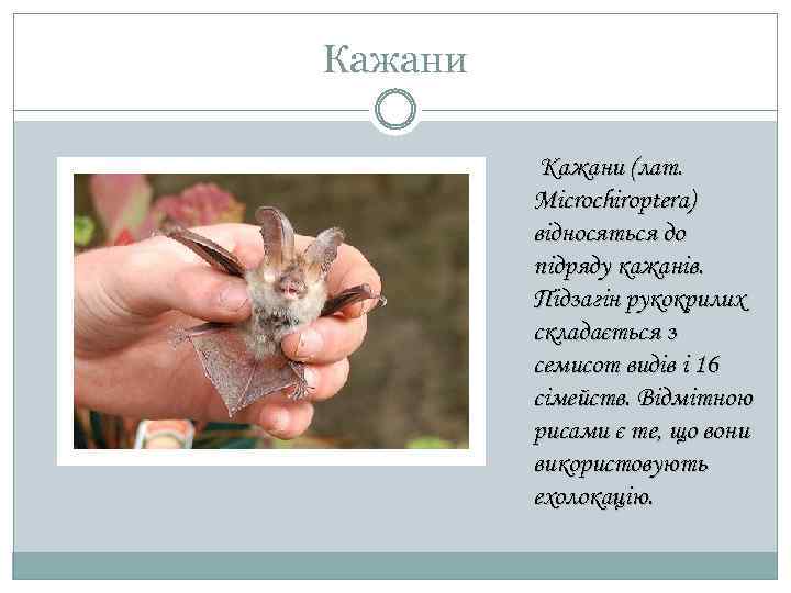 Кажани (лат. Microchiroptera) відносяться до підряду кажанів. Підзагін рукокрилих складається з семисот видів і
