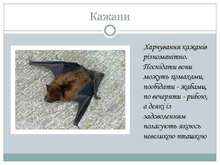 Кажани Харчування кажанів різноманітно. Поснідати вони можуть комахами, пообідати - жабами, по вечеряти -