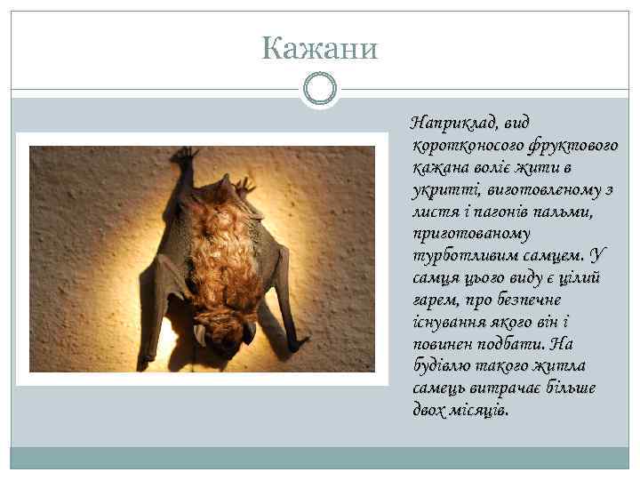 Кажани Наприклад, вид коротконосого фруктового кажана воліє жити в укритті, виготовленому з листя і