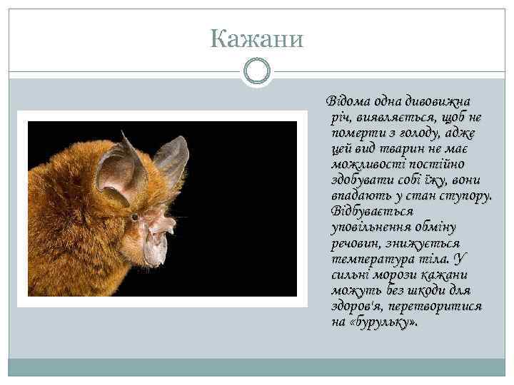 Кажани Відома одна дивовижна річ, виявляється, щоб не померти з голоду, адже цей вид