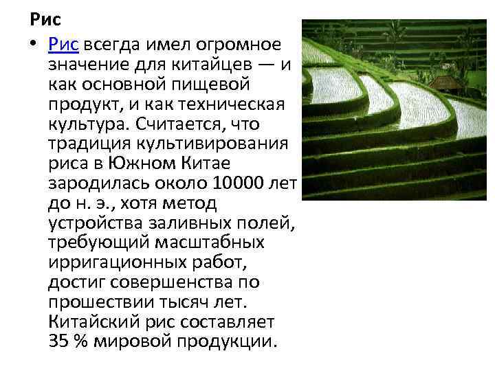 Рис • Рис всегда имел огромное значение для китайцев — и как основной пищевой