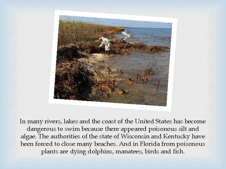 In many rivers, lakes and the coast of the United States has become dangerous