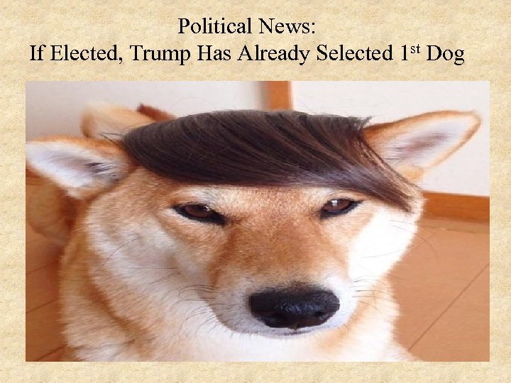 Political News: If Elected, Trump Has Already Selected 1 st Dog 