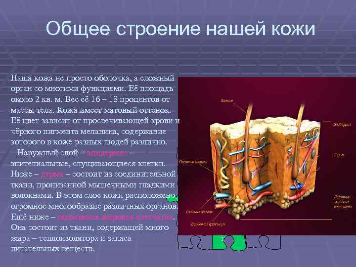 Общее строение нашей кожи Наша кожа не просто оболочка, а сложный орган со многими