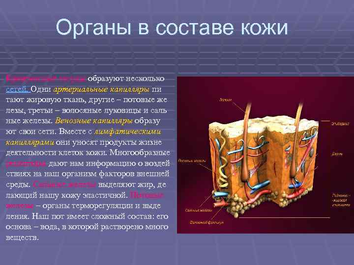 Органы в составе кожи Кровеносные сосуды образуют несколько сетей. Одни артериальные капилляры пи тают