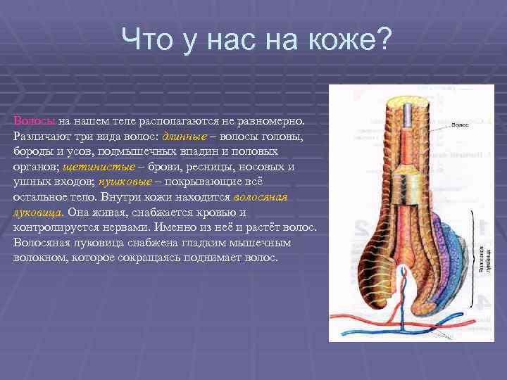 Что у нас на коже? Волосы на нашем теле располагаются не равномерно. Различают три